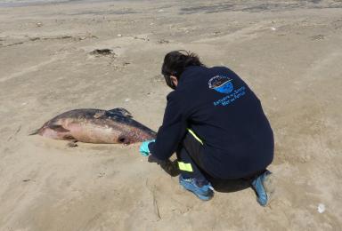 Un agent du Parc marque et mesure un petit delphinidé échoué à la pointe de La Coubre