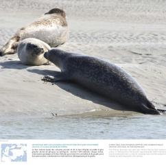 Un phoque gris et un phoque veau-marin