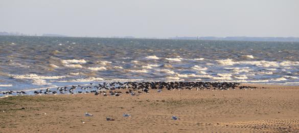 Les oiseaux d’eau côtiers et marins se regroupent pour se reposer ou se nourrir sur l’estran