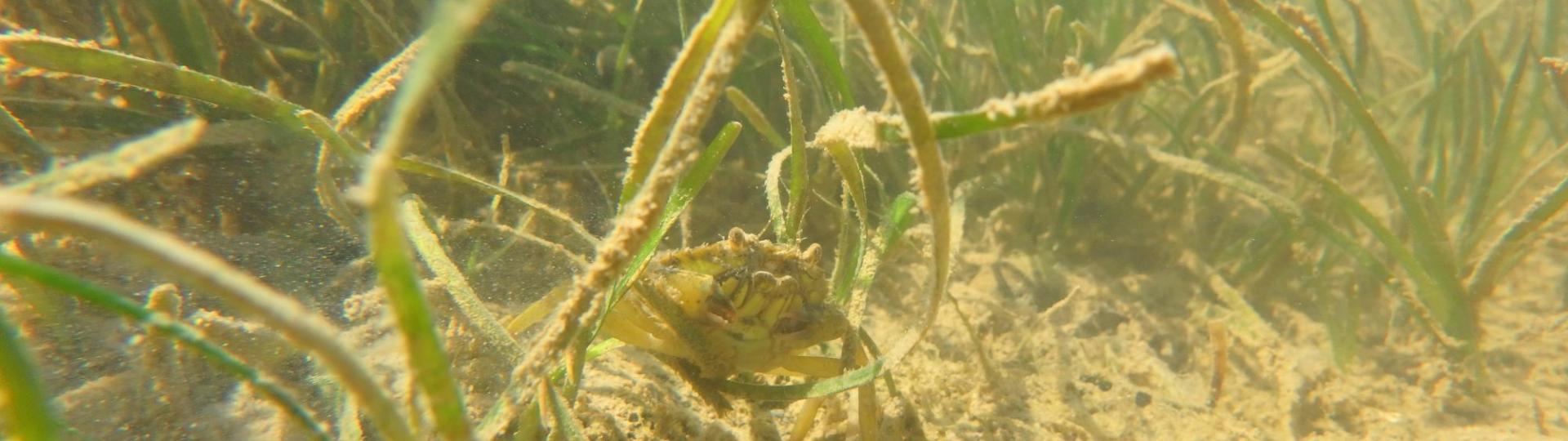 Rencontre entre un crabe vert (Carcinus maenas), une littorine et un gastéropode sur fond de zostères naines (Zostera noltei)