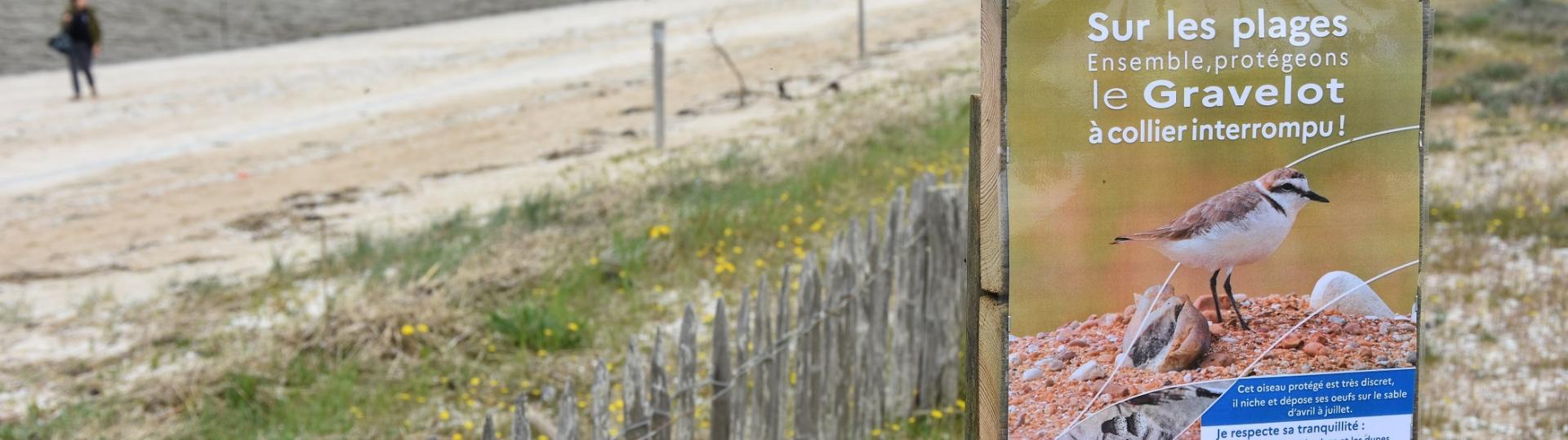 Campagne de préservation du Gravelot à collier interrompu sur les plages
